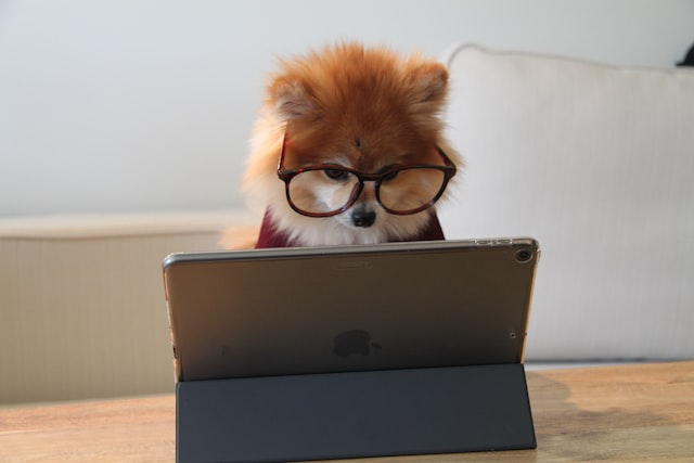 Small dog wearing glasses and looking at a laptop