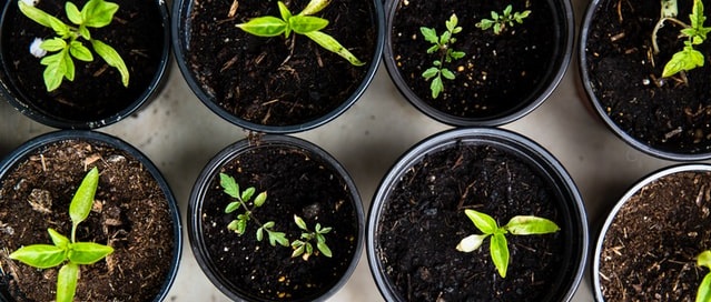 Seedlings in black plastic pots